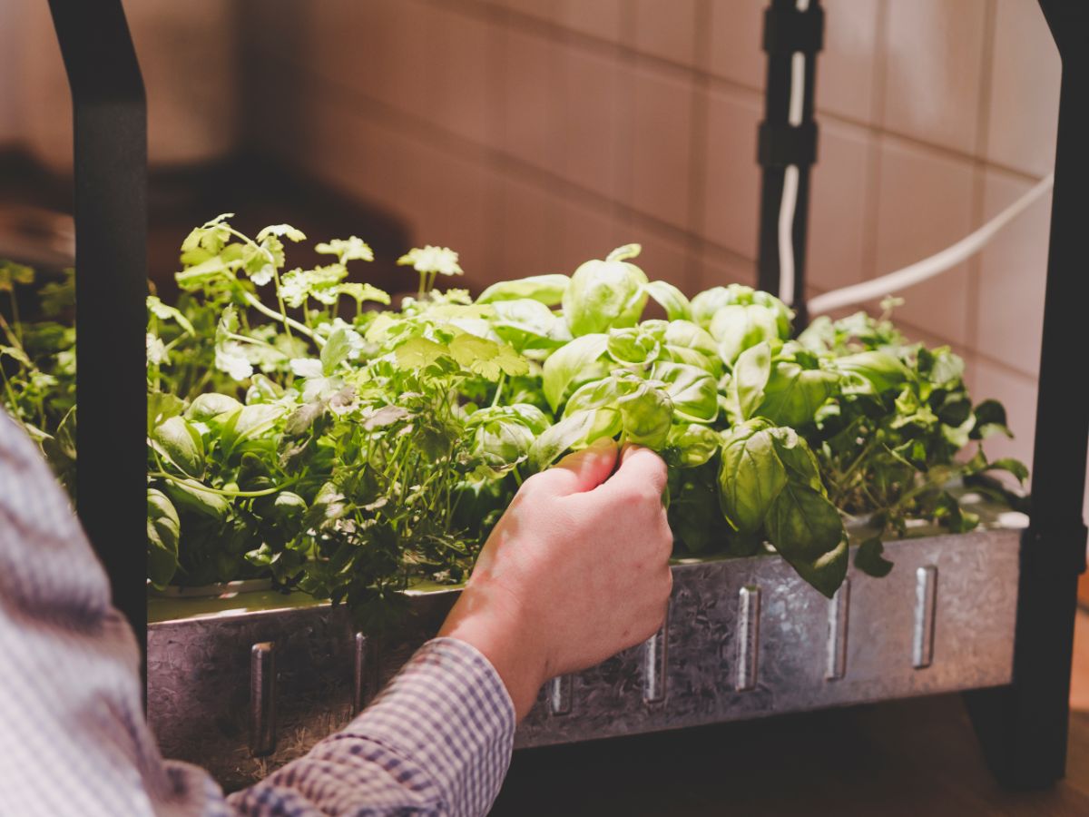 a person checking on their indoor hydroponic system full of leafy greens