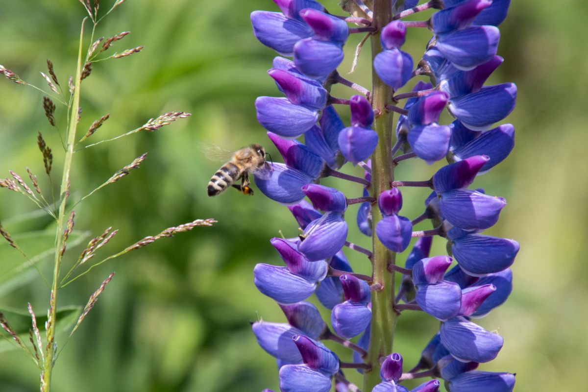 a honey bee visiting a blue-purple lupine flower