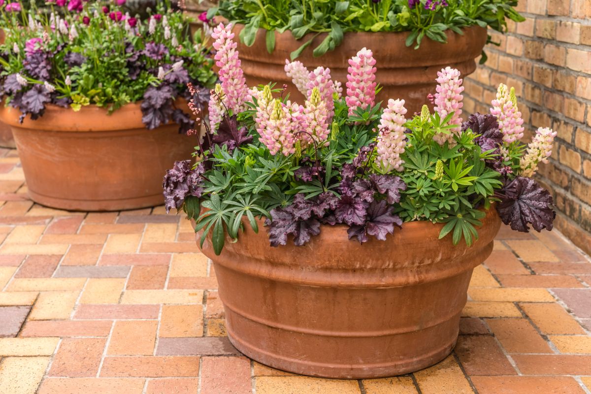 Small lupines growing in a container of mixed plants