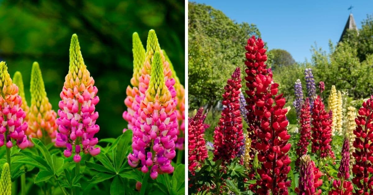 Lupines blooming in the flower garden.