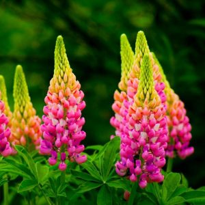 Beatiful bloomed lupines