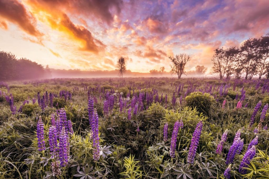 A natural growth of purple lupine