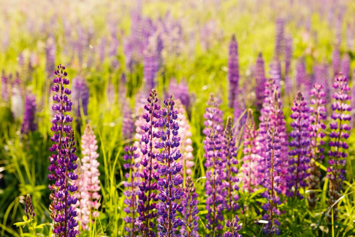 Naturalized large planting of light and darker lupine flowers