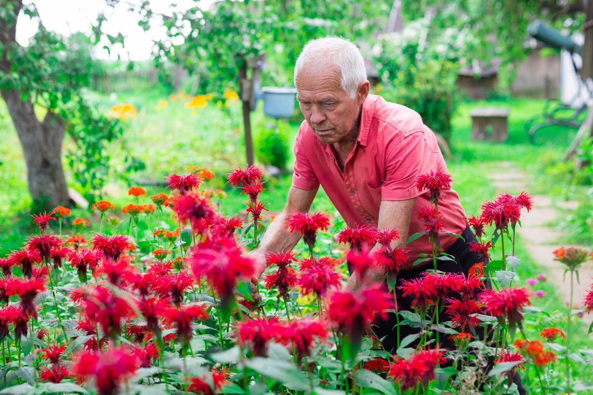 Older man in bloomed red bee balms in garden