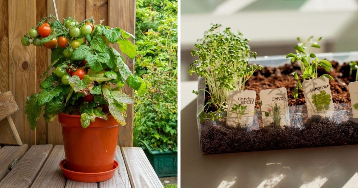 Tomatoes ready harvest in a container and microgreens growing in a tray.