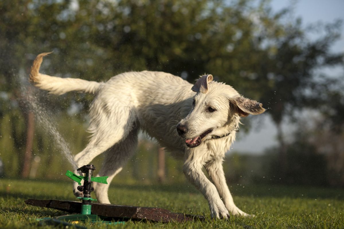 Dog being sprayed by a yard sprinkler