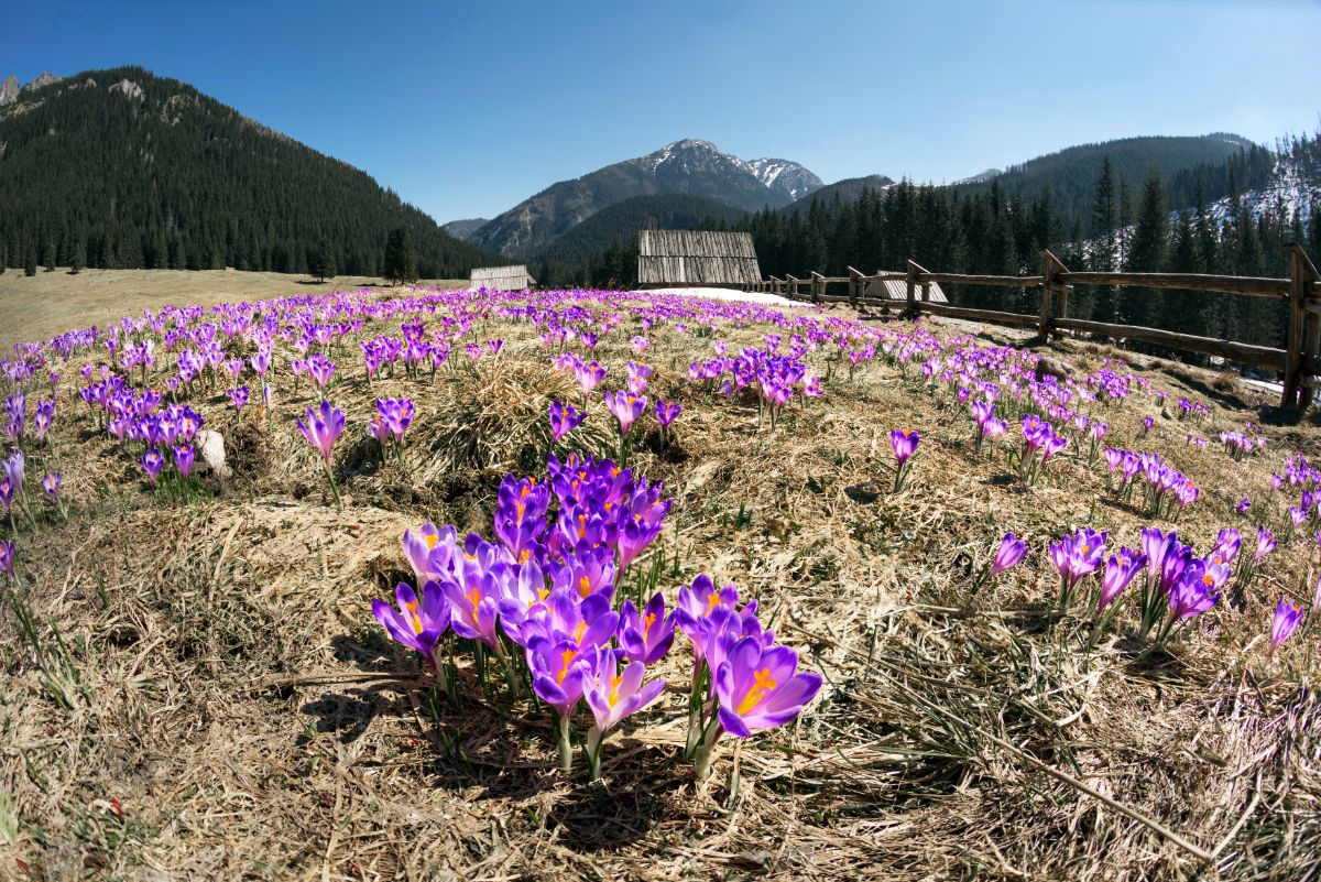 Crocuses growing in late winter through dead grass stalks