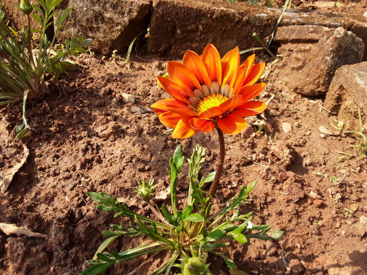 An orange Gerbera daisy planted in the ground