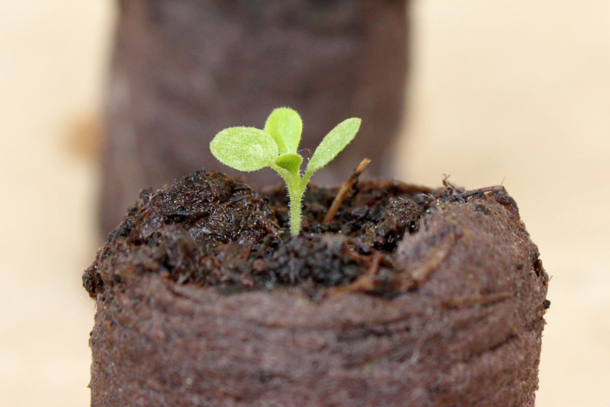 Close up shot of tiny petunia seedling