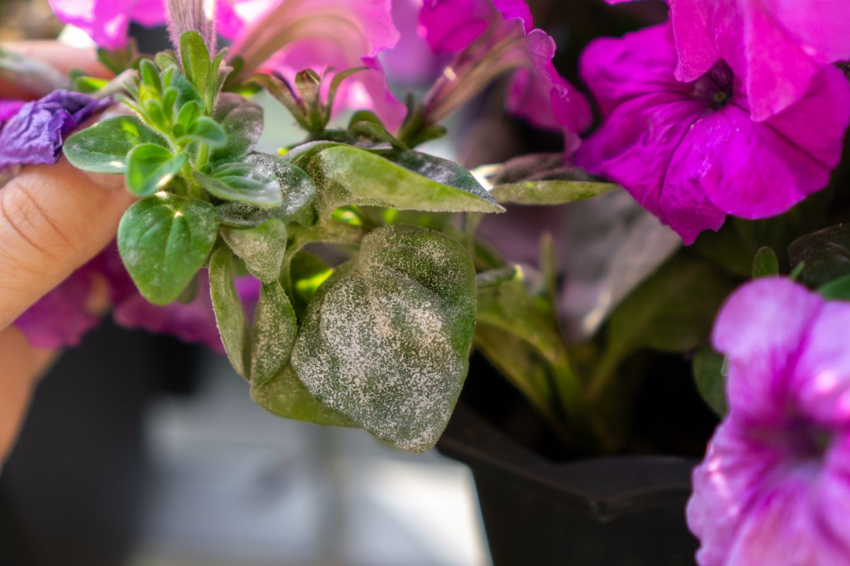 Disease on petunia leave