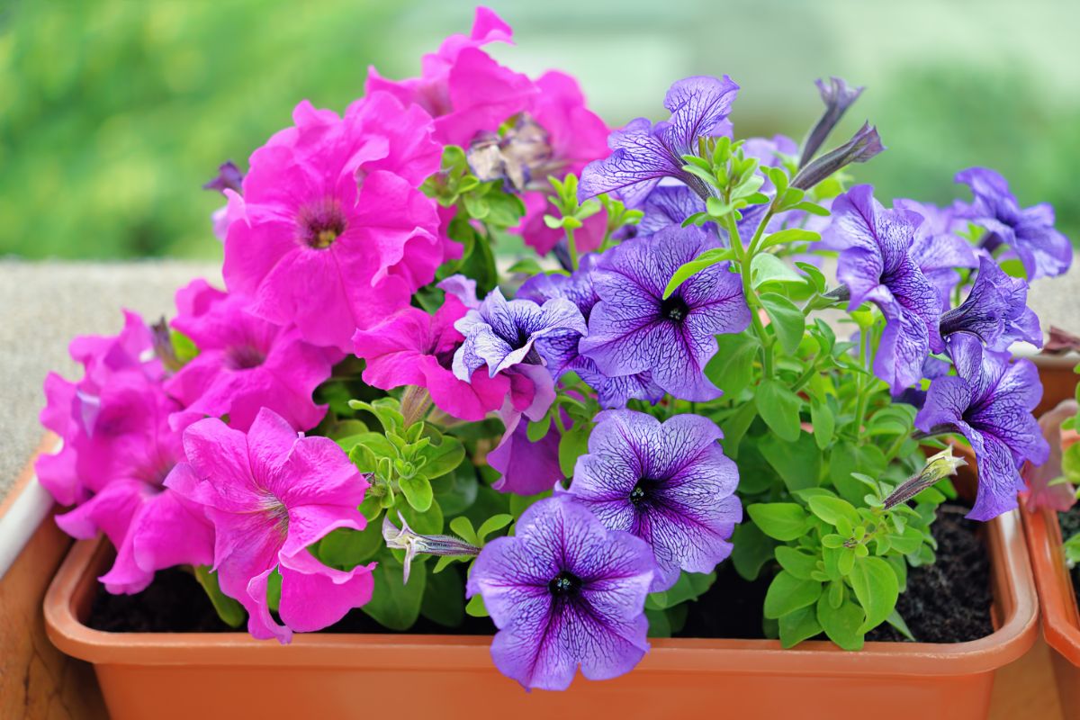 Purple and pink petunias planted in a container
