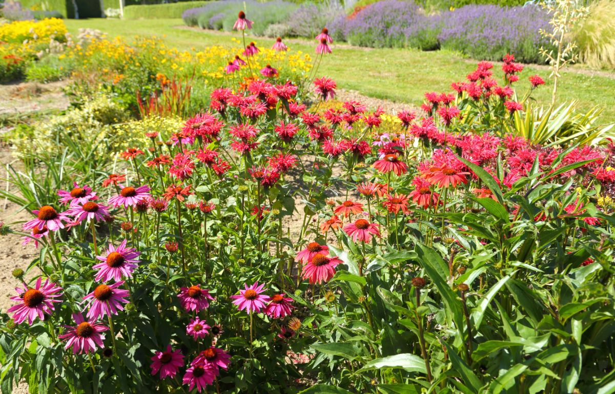 Mixed perennial bed with bee balm, cone flower, and other flowers