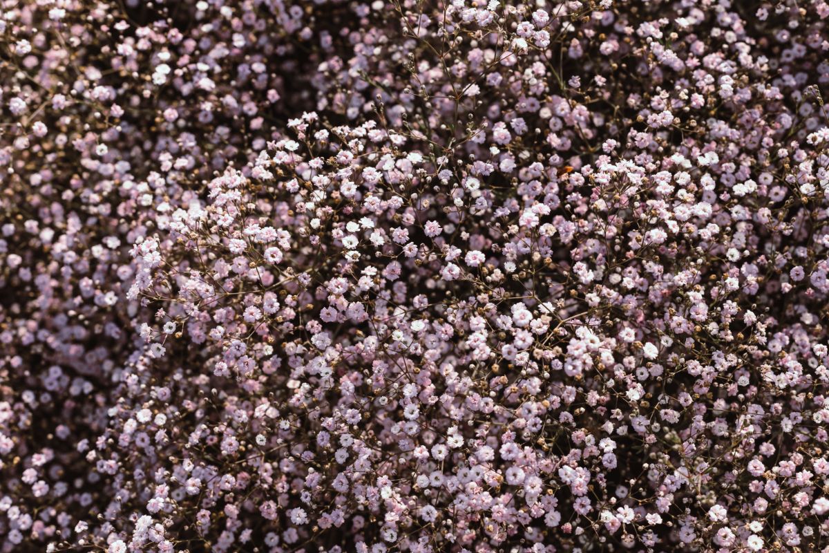 Pinkish-white baby's breath flowers