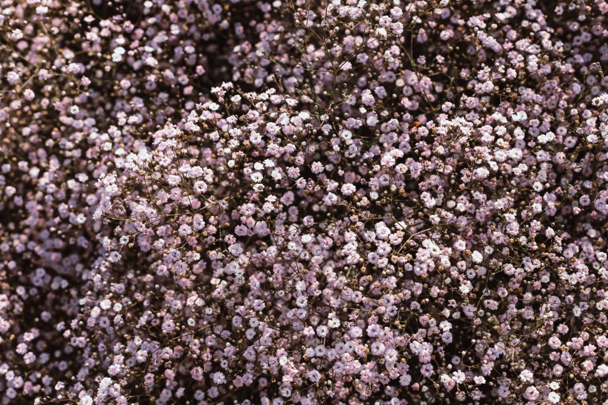 Gypsophila elegans rosea Baby's Breath 100 seeds