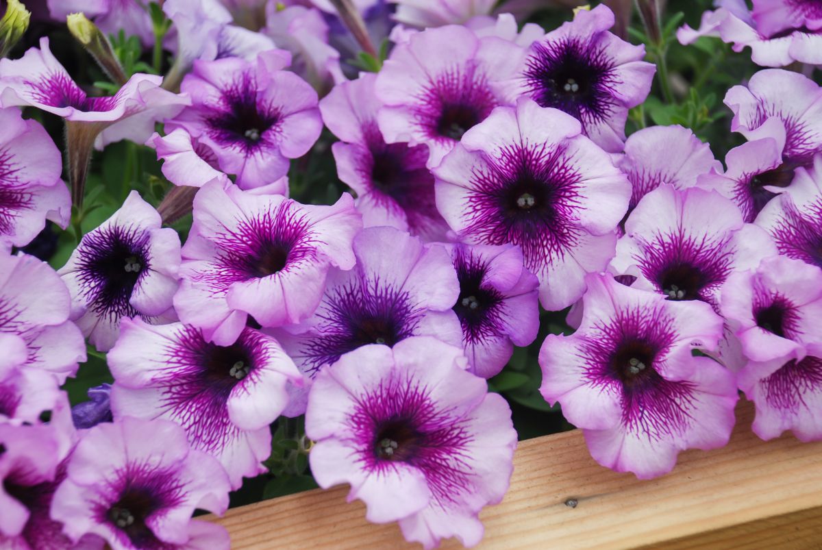 Purple white bloomed petunias