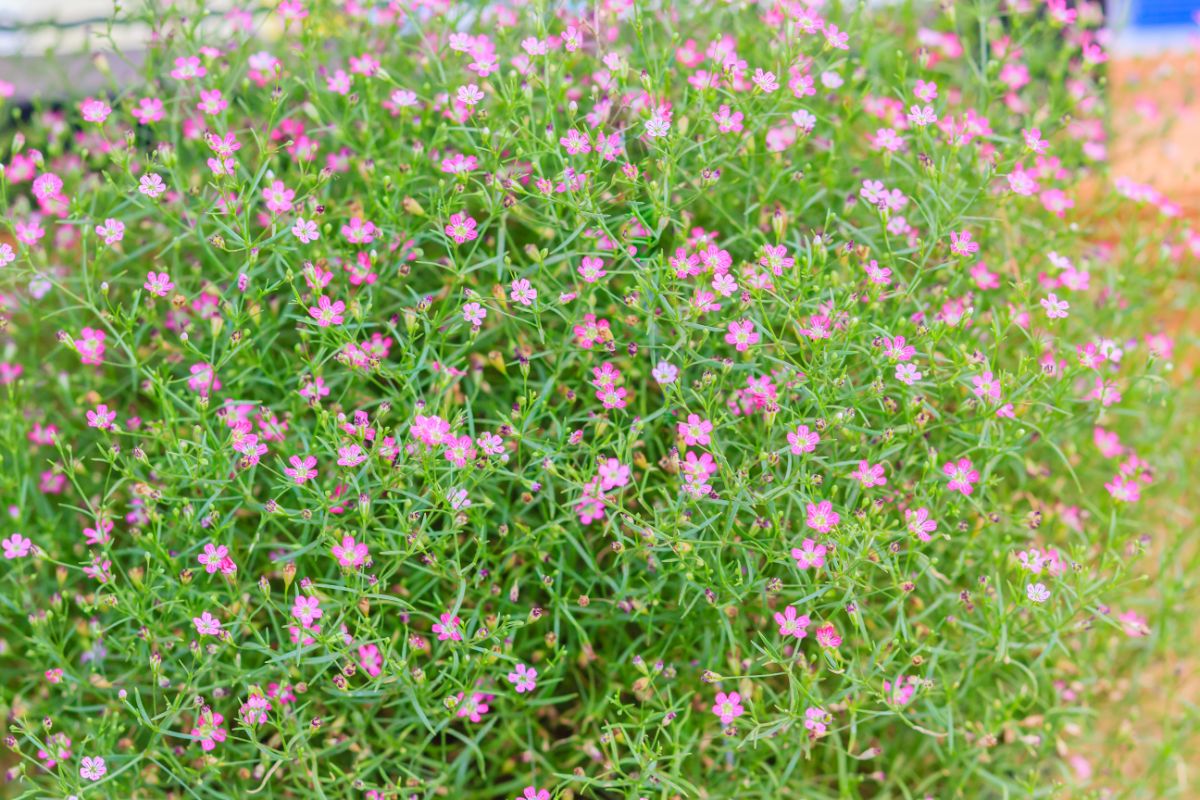 Tiny pink baby's breath flowers against green stems
