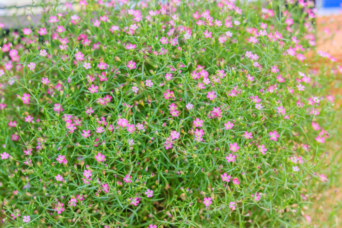 Gypsophila - Paniculata Baby's Breath Pink