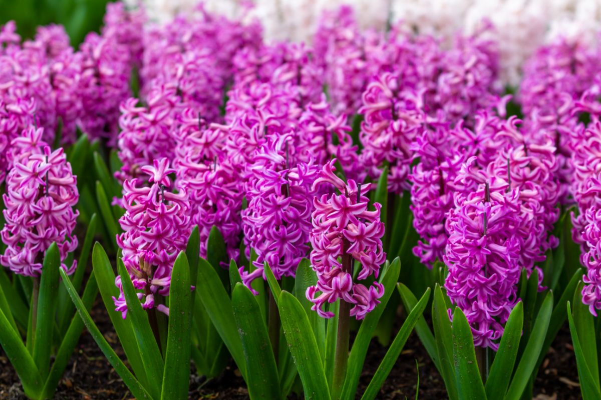 A planting of all purple hyacinths in a garden
