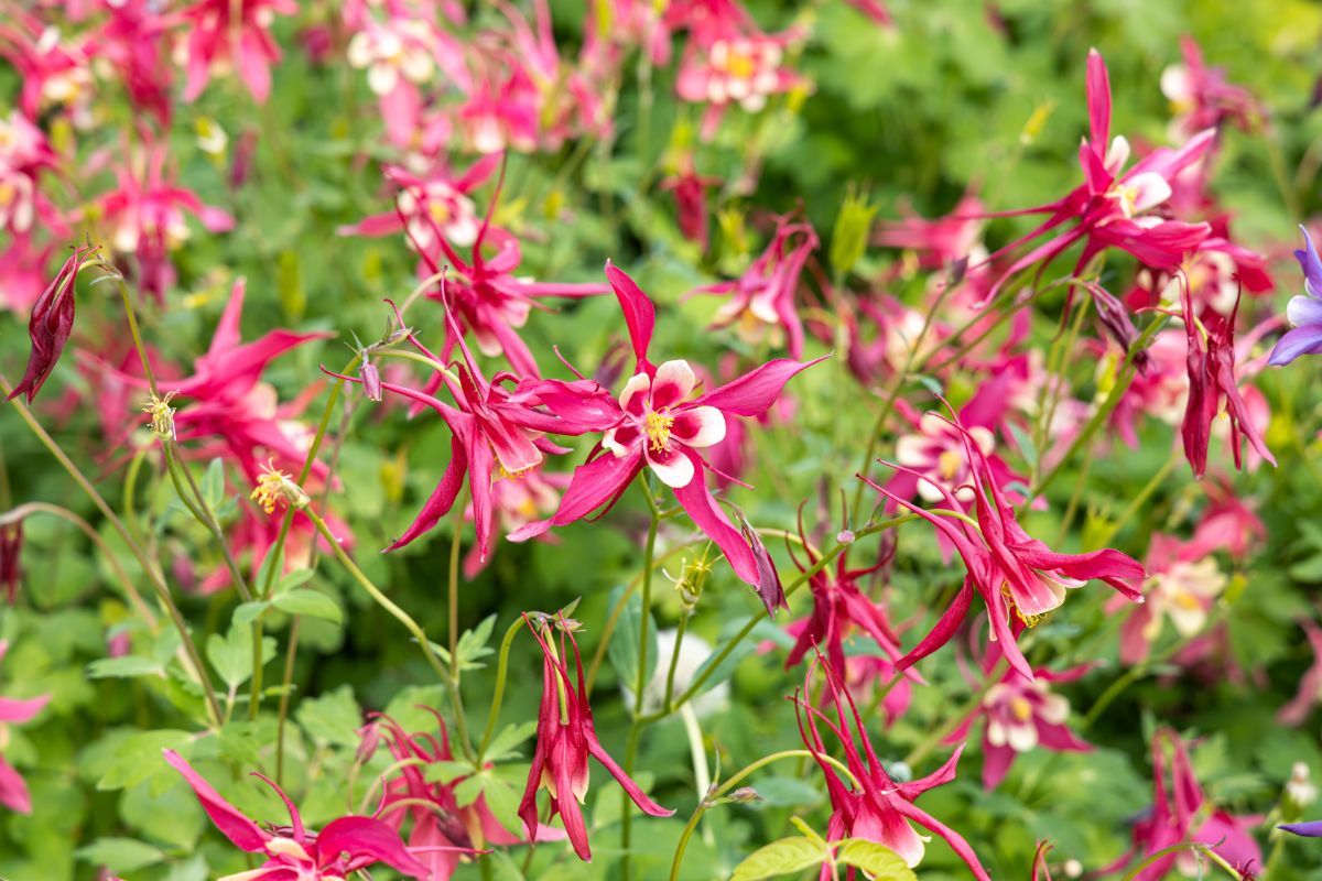 Pink columbine flowers with white accents and yellow centers
