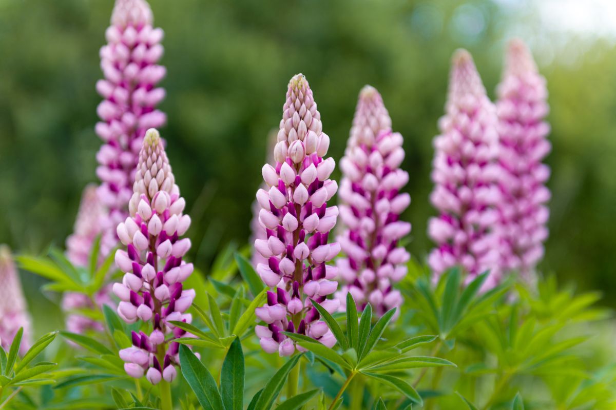 Lupine blossoms with mixed hues of purple, light and dark