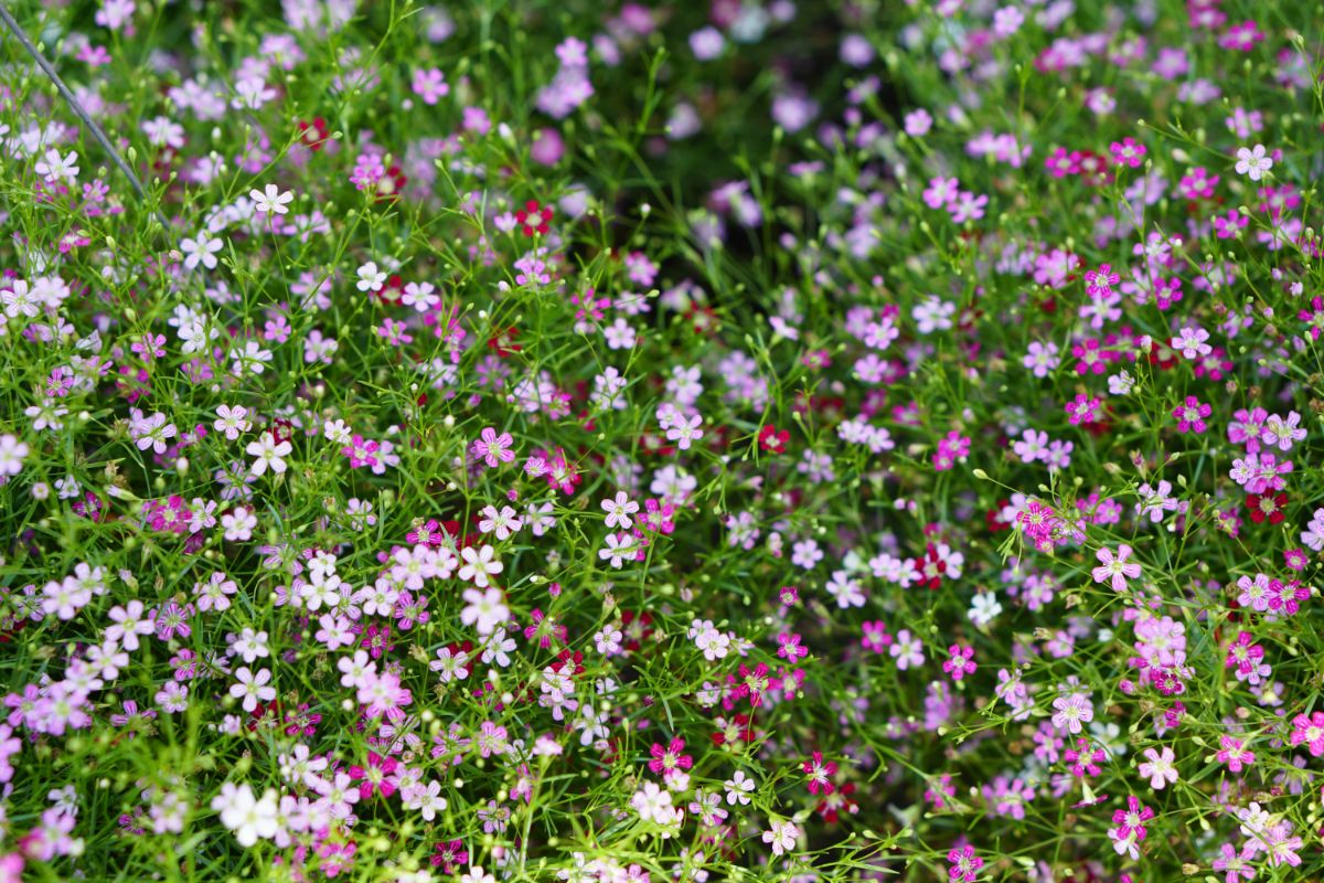 A multi-colored variety of baby's breath