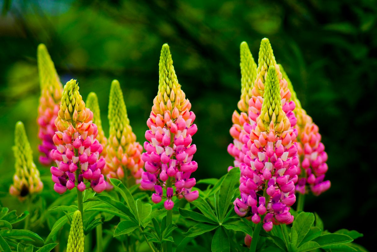 Brightly-hued pink and orange lupine flower