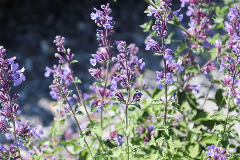 Catmint Full Growing Guide (Plant, Grow, and Care) - Gardening