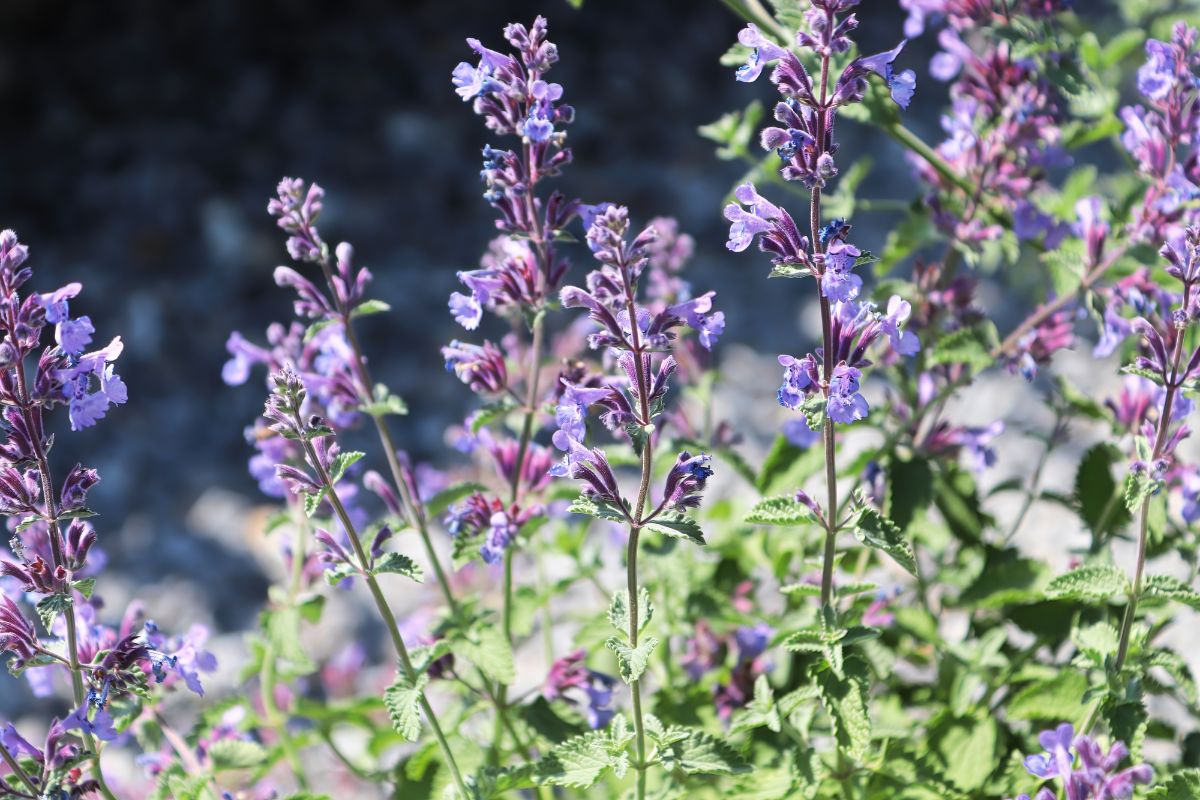 Spikes of purple catmint flowers in soft sunlight