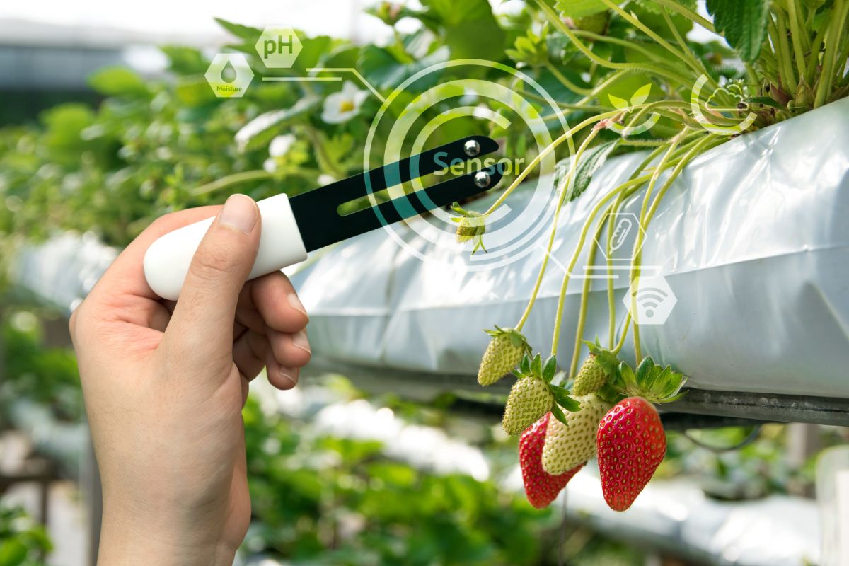 A plant sensor being used to take a reading on a strawberry plant