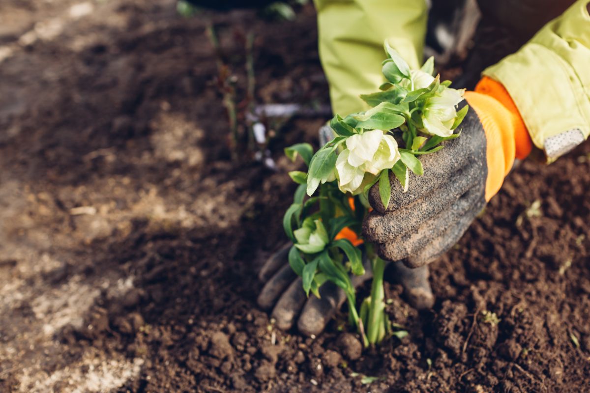 Gardener's hands planting a hellebore plant in the ground