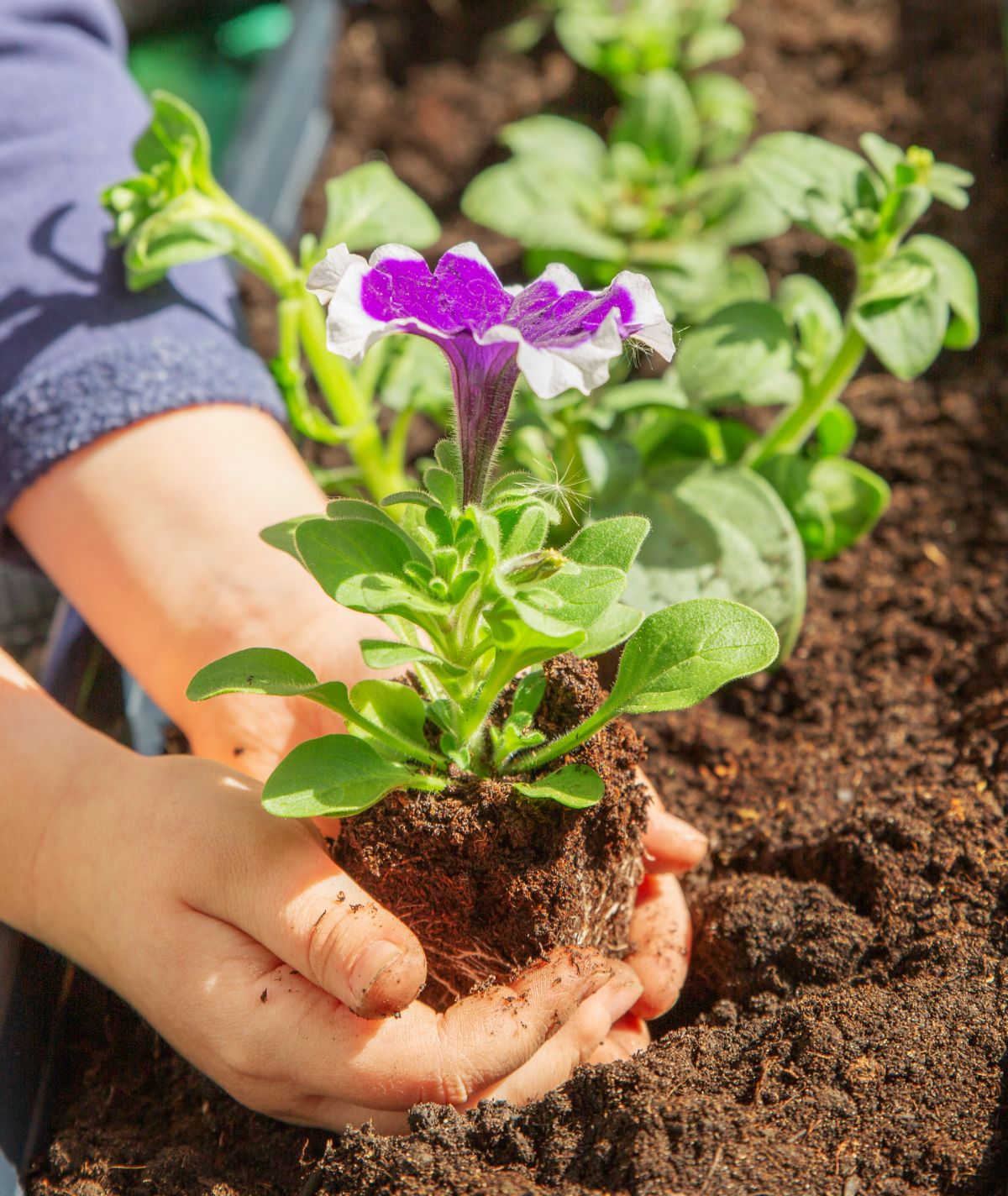 Gardener holding petunia plant over soil