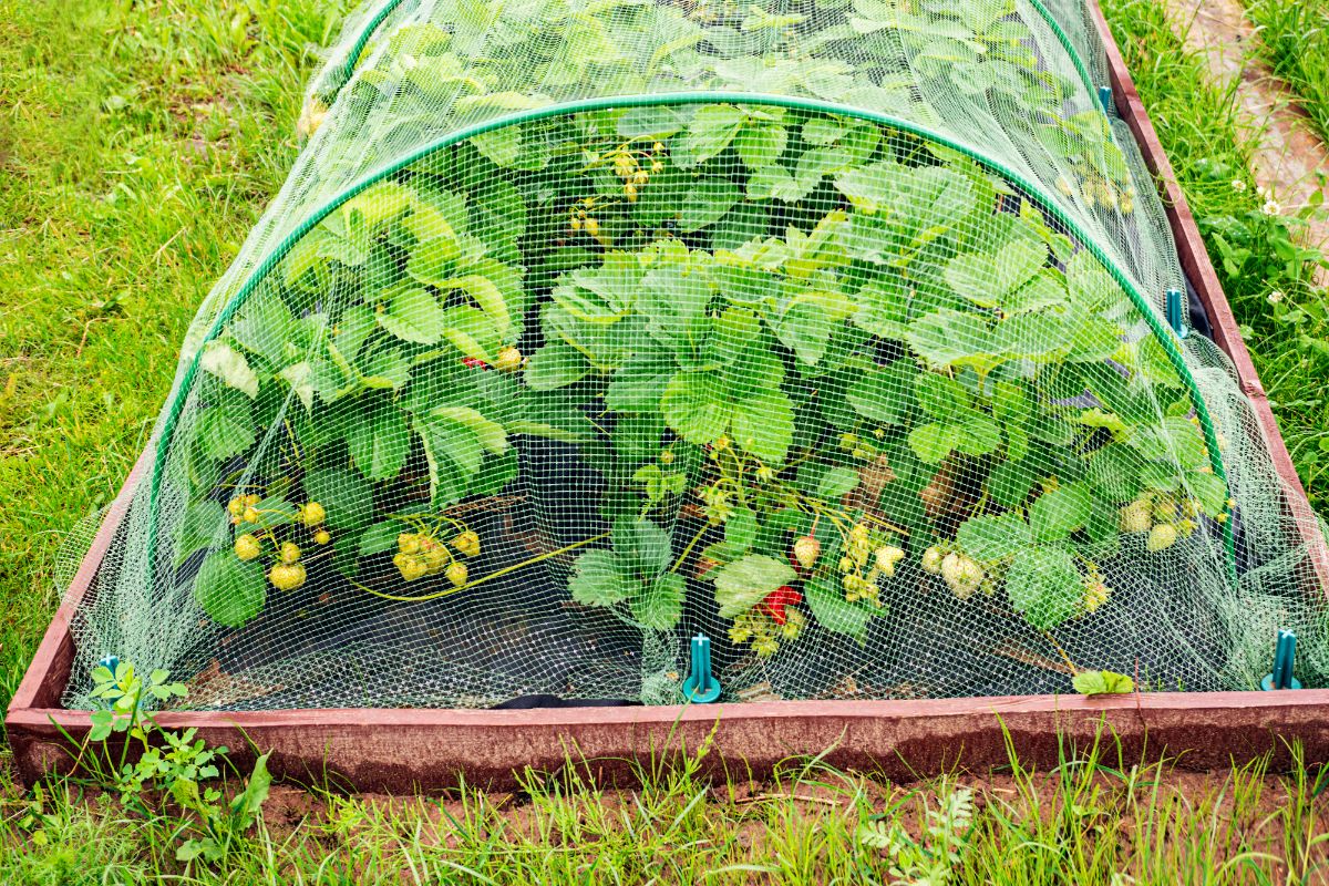 Strawberry bed under an easy-up netting system