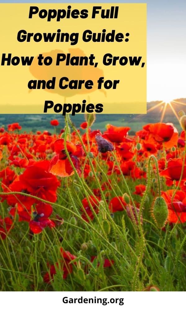 How to Plant, Grow, and Care for Poppies
