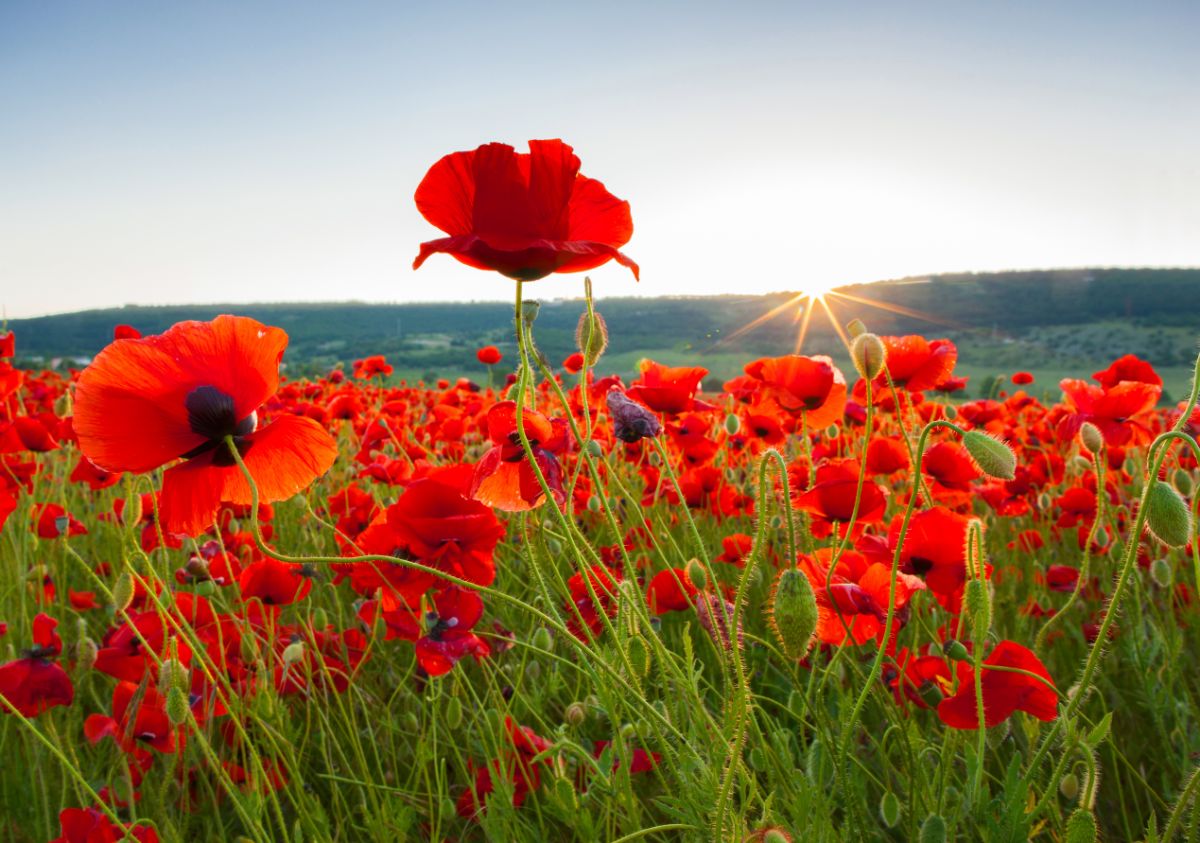 A field of red poppies in bloom as the sun rises