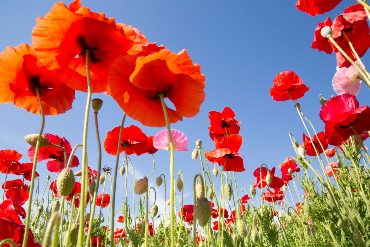 A variety of poppies in bloom taken from below