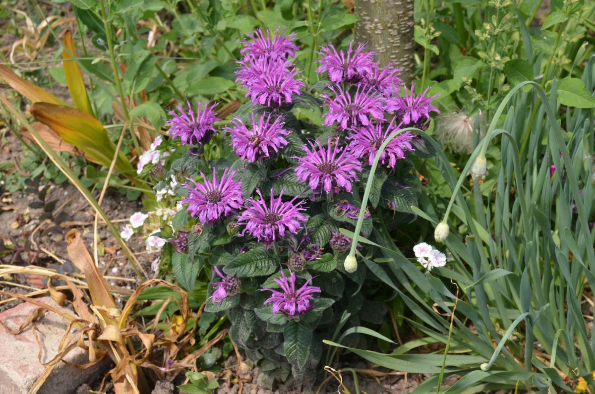 Purple bloomed bee balms in garden around other variety of flowers