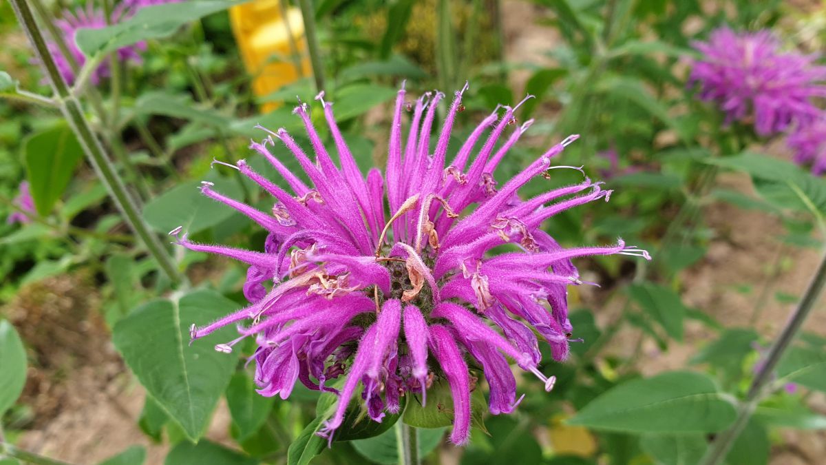 Close-shot of bloomed purple bee balm