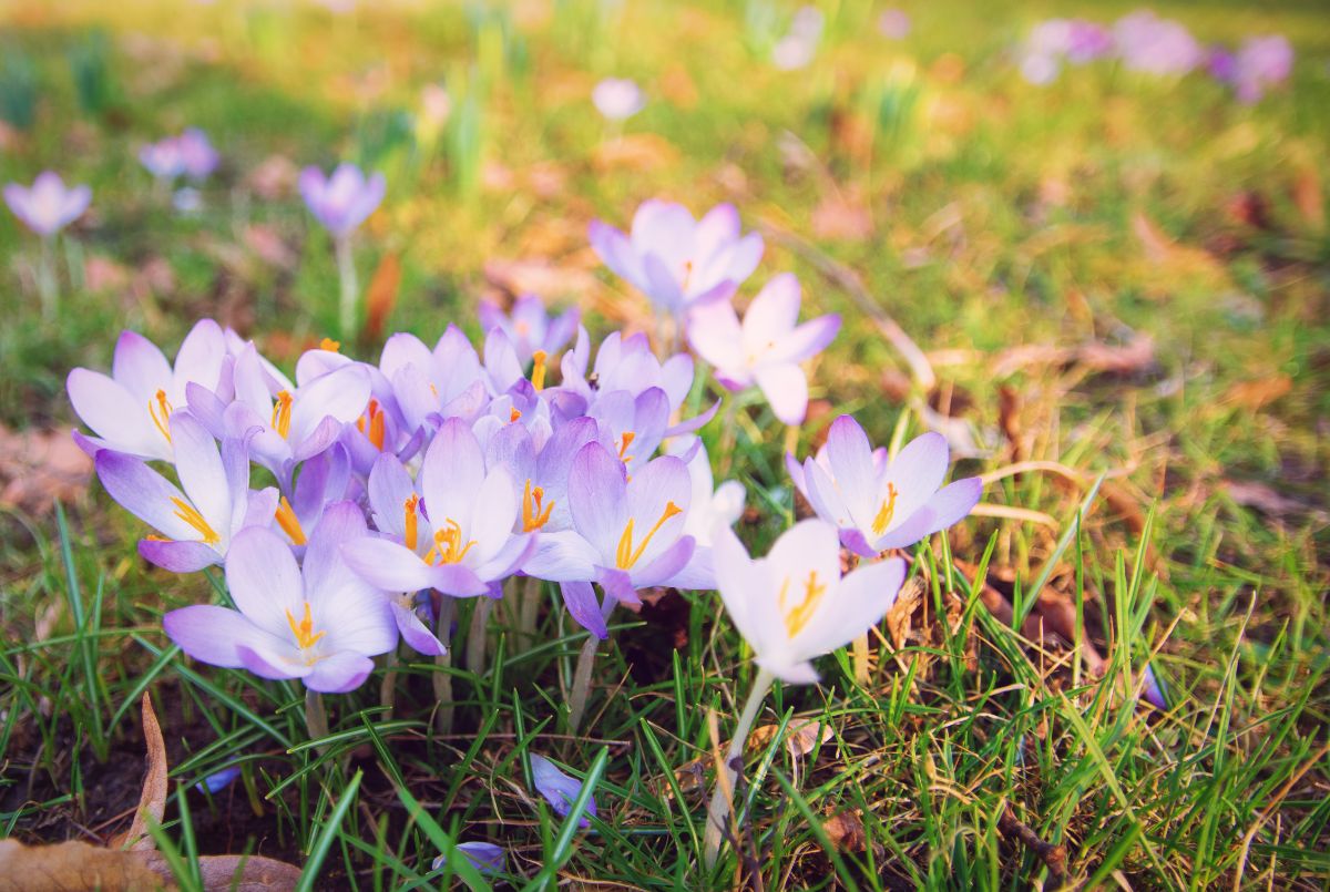 Light purple-white crocus flowers