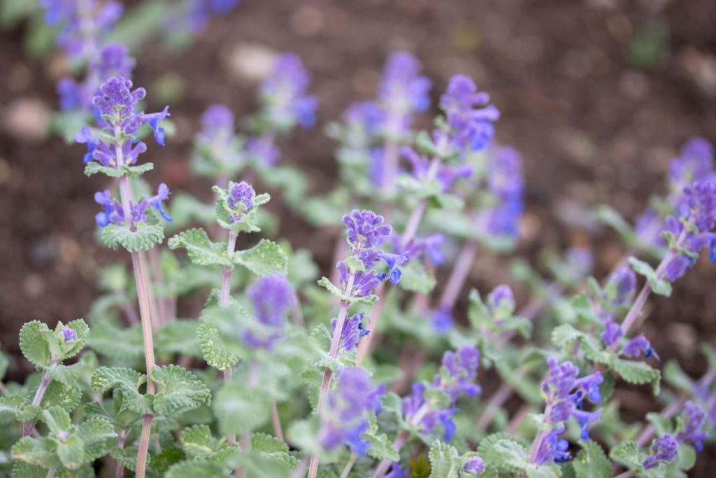 Catmint Full Growing Guide (Plant, Grow, and Care) - Gardening