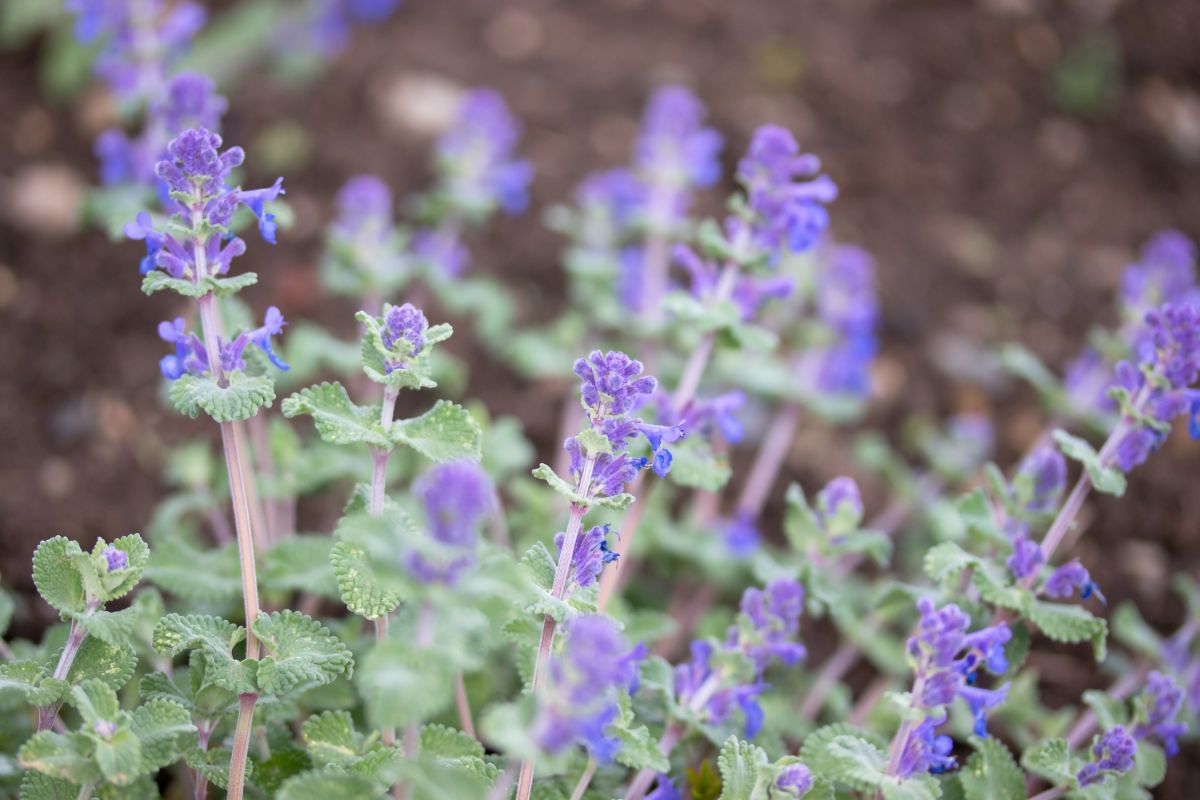 Showy dual-purpose catmint perennial