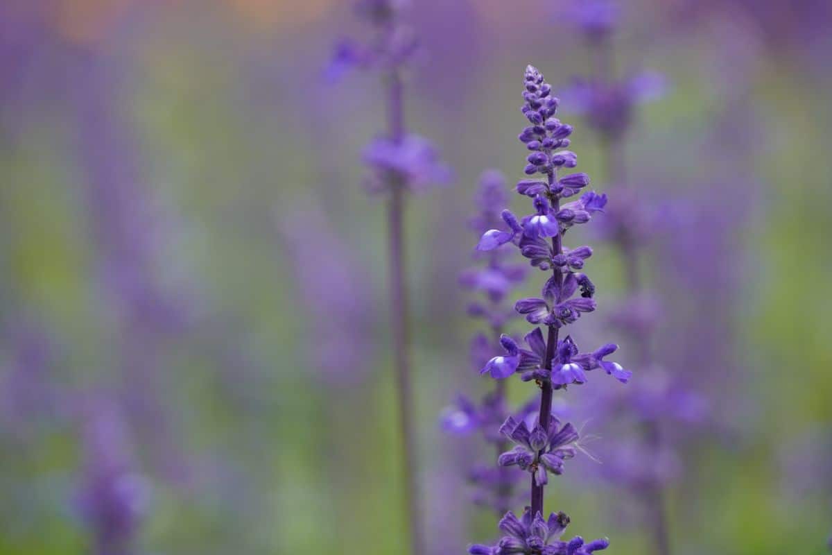 Closeup of a spike of dark purple Russian sage flowers.