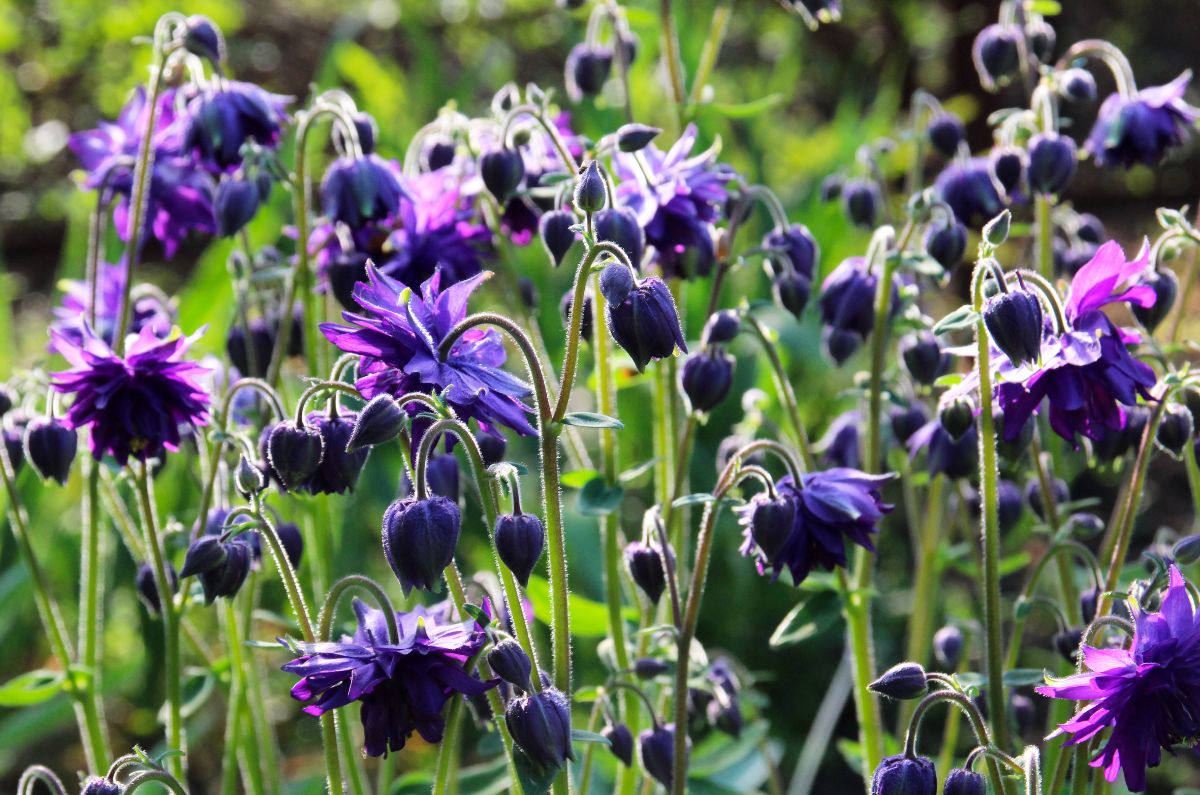 Drooping flower heads on dark purple columbine