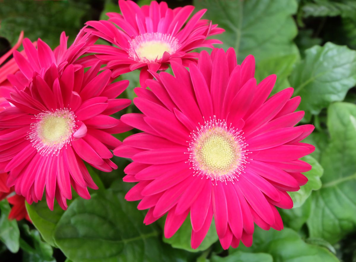 Bright, dark pink Gerbera daisy flowers