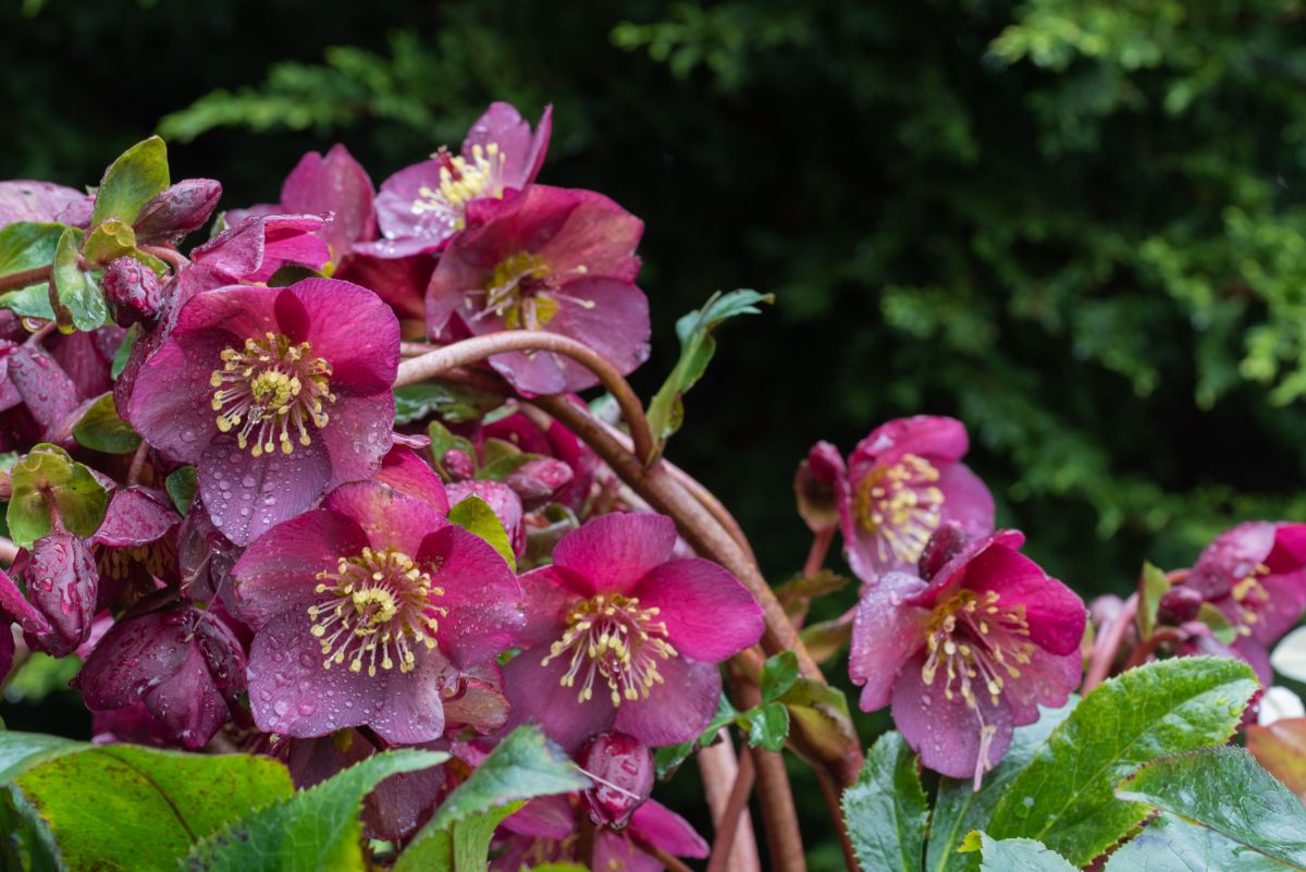 pink Hellebore plant in bloom