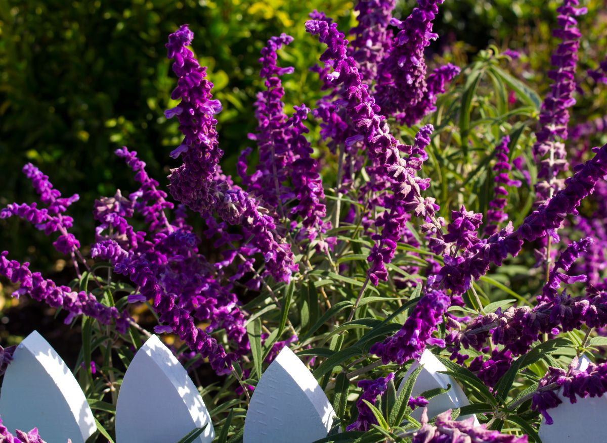 Dark purple Russian sage blossoms