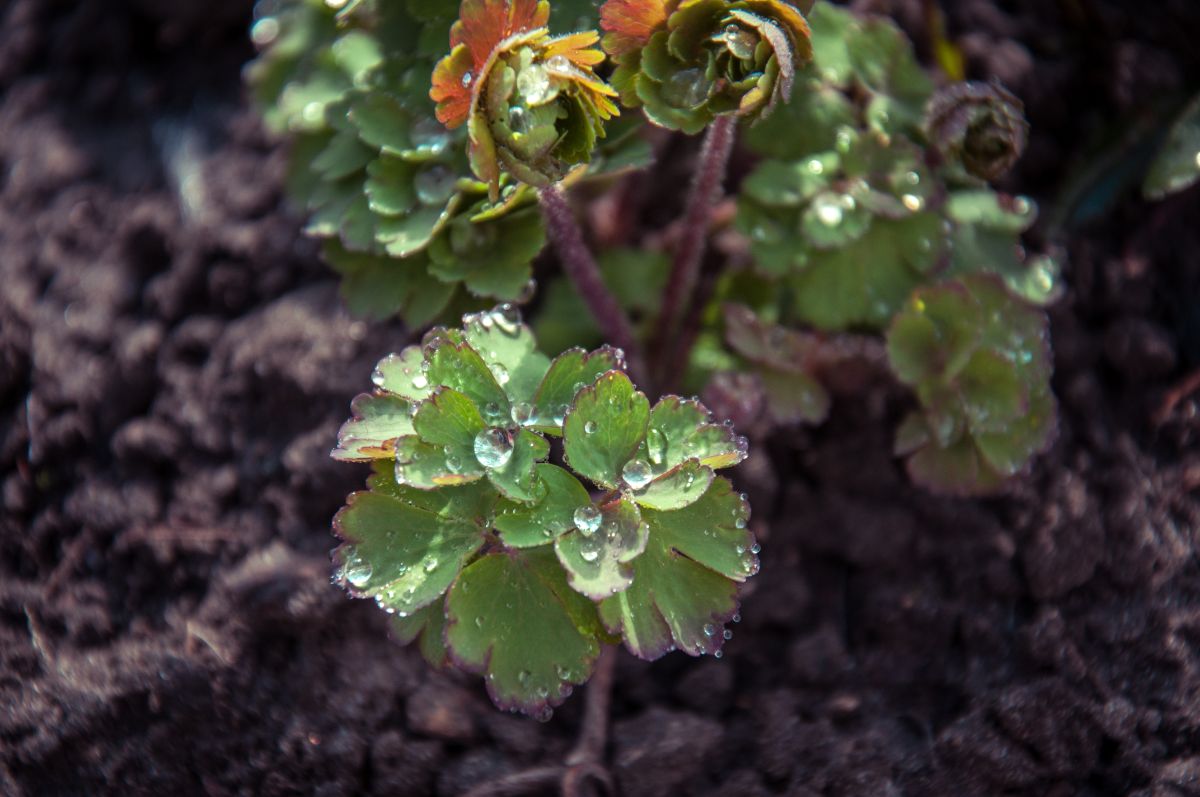 Drops of water on a columbine leaf