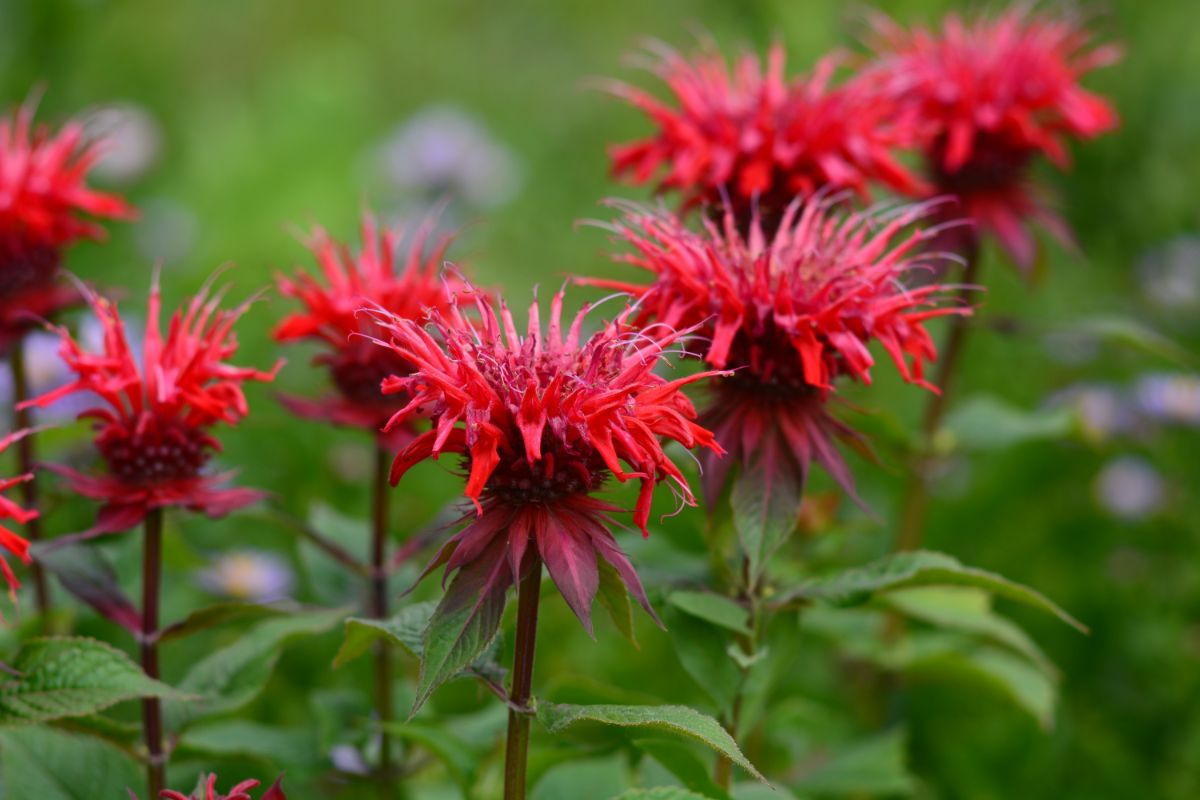 Close-shot of red bloomed bee balms