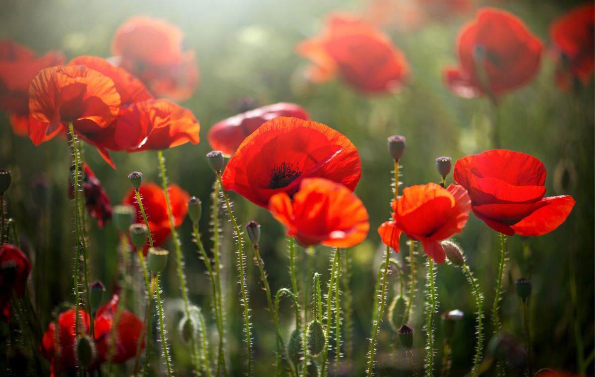 Red poppy flowers covered in dew
