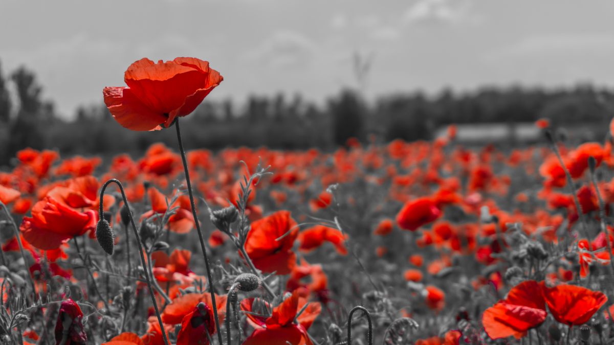 Red and gray image of blooming poppies in a field