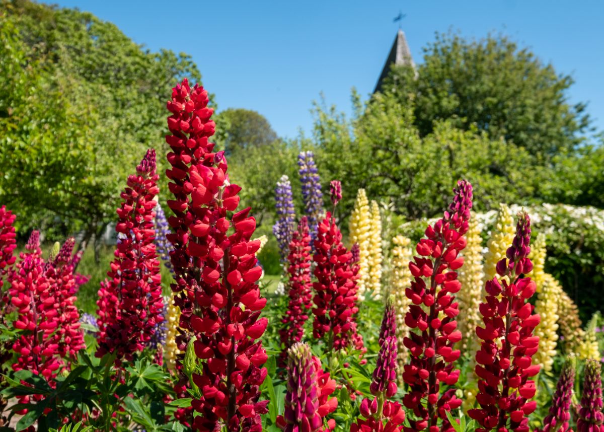 A large planting of lupine in colors ranging from yellow to red and purple